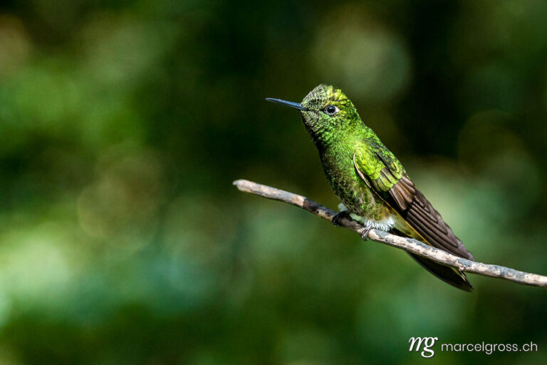 . humming bird. Marcel Gross Photography
