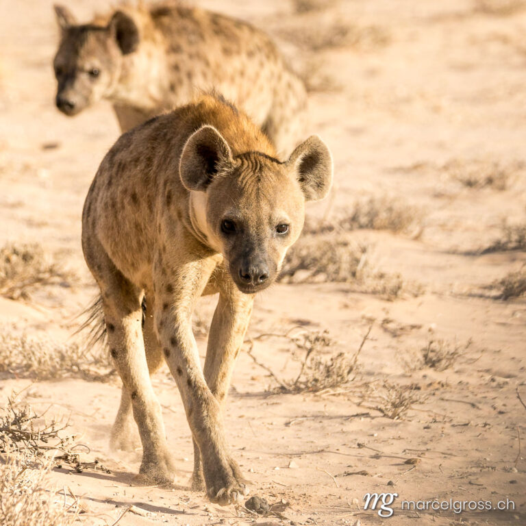. Hyänen-Rudel  in der Kalahari Wüste. Marcel Gross Photography