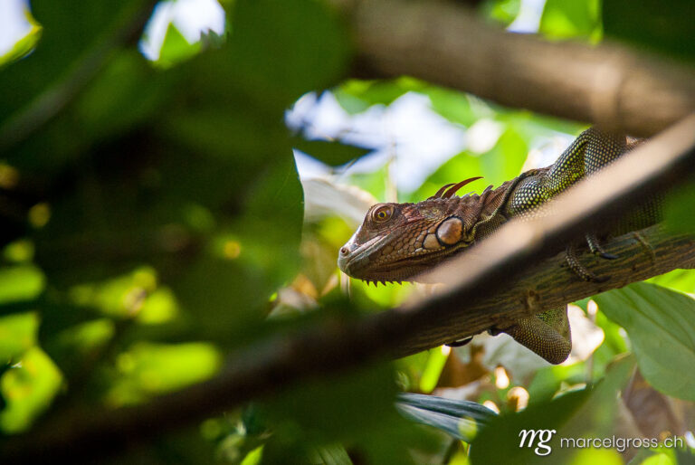 . iguana. Marcel Gross Photography