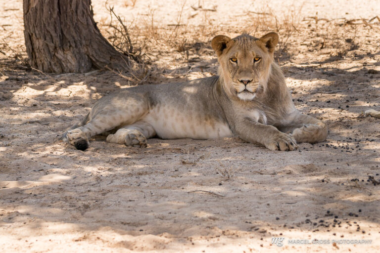 a wonderful young male Kalahari Lion on the shade of a tree. Taken by Marcel Gross Photography