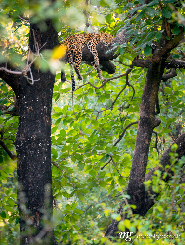 Baghira - sleeping indian leopard on tree