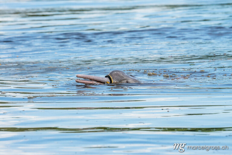 . Inia (Bolivian river dolphin) eating a snake. Marcel Gross Photography