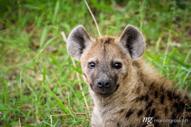 . Junge Hyäne auf Safari im Krüger Nationalpark. Marcel Gross Photography