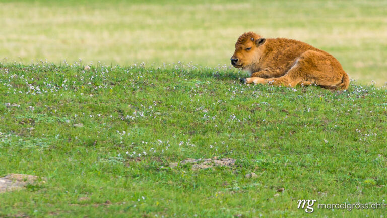 young bison in a meadow
