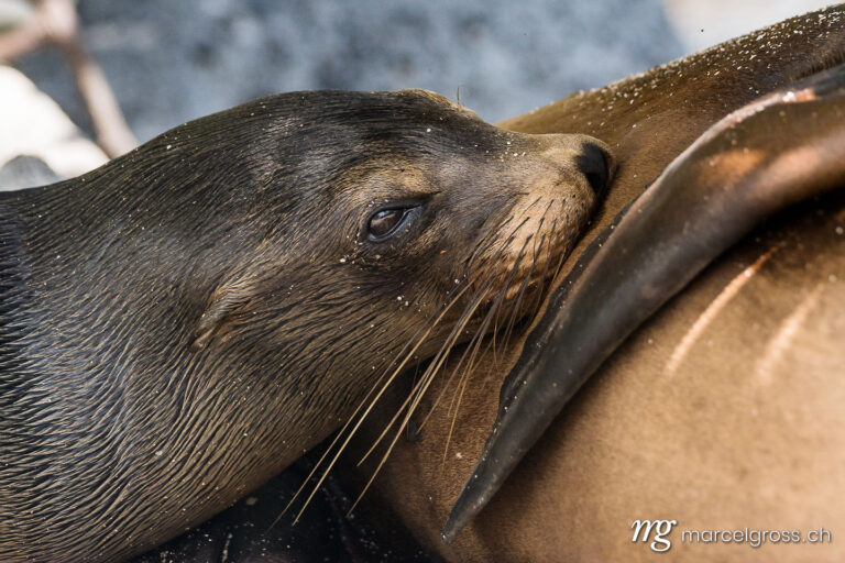 . Junger Galapagos-Seelöwe am Bauch seiner Mutter, Isla Lobos, Galapagos. Marcel Gross Photography