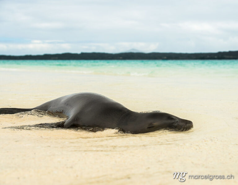 . Young Galapagos sea lion on the sandy beach at Isla Sombrero Chino, Galapagos. Marcel Gross Photography
