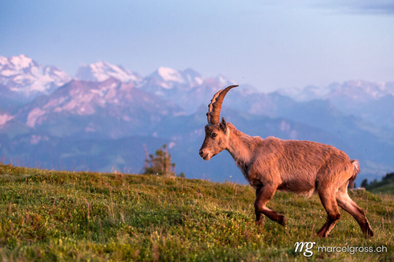 Capricorn pictures. Young ibex in evening mood in an alpine meadow in the Bernese Oberland. Marcel Gross Photography