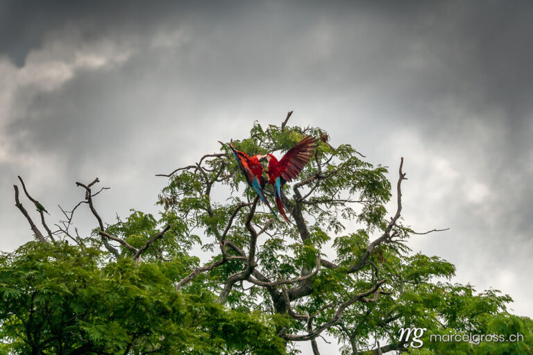 . Fighting green-winged macaws in the Pantanal. Marcel Gross Photography