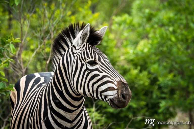 . Kämpfende Zebrahengste auf Safari im Krüger Nationalpa. Marcel Gross Photography