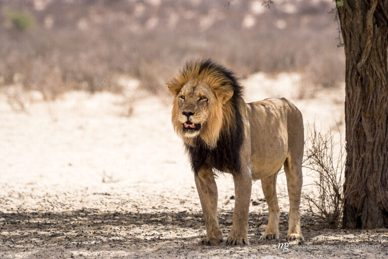 a wonderful male Kalahari Lion in Kgalagadi Transfrontier Park, South Africa. Taken by Marcel Gross Photography