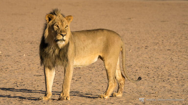 powerful young male lion on his solitary morning stroll a long the dry Auob River Bed. Taken by Marcel Gross Photography