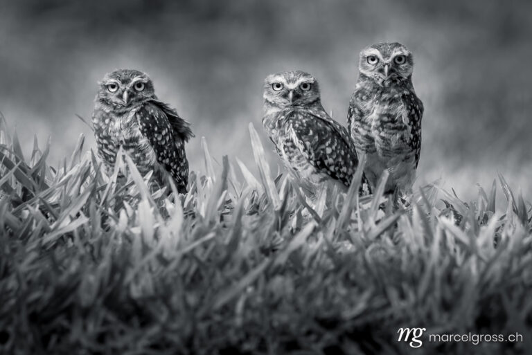 . Burrowing Owl family near Iguazu, Brazil. Marcel Gross Photography