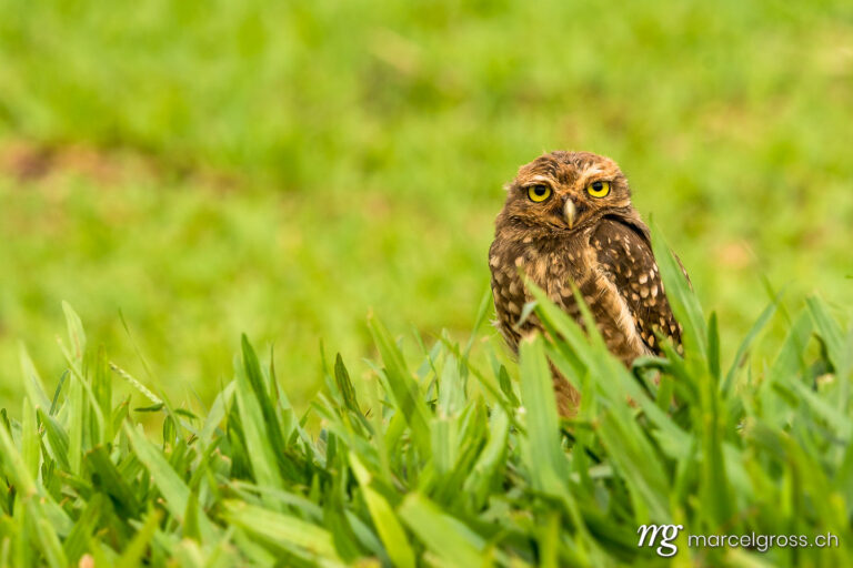 . Burrowing Owl near Iguazu, Brazil. Marcel Gross Photography