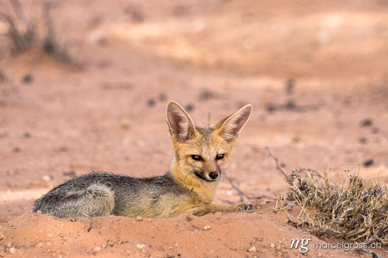 . Kapfuchs in der Kalahari Wüste. Marcel Gross Photography