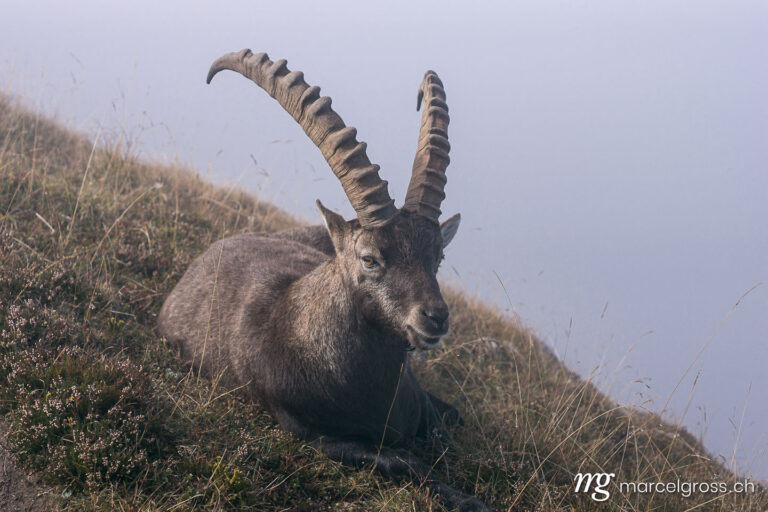 giant ibex in the mist