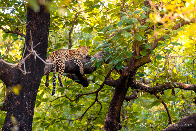 a leopard relaxing on a branch after having a meal further up in the tree. Taken by Marcel Gross Photography