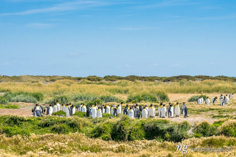 . king penguins. Marcel Gross Photography