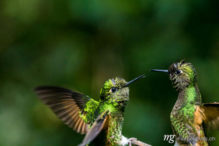. Hummingbird in the Reserva Natural Acaime near Salente, Zona Cafetera, Colombia. Marcel Gross Photography