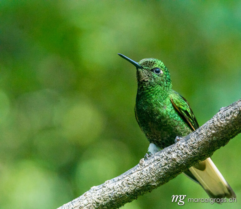 . Kolibri im Reserva Natural Acaime nahe Salente, Zona Cafetera, Kolumbien. Marcel Gross Photography