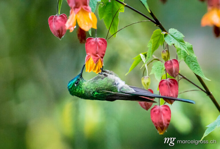 . Kolibri im Reserva Natural Acaime nahe Salente, Zona Cafetera, Kolumbien. Marcel Gross Photography