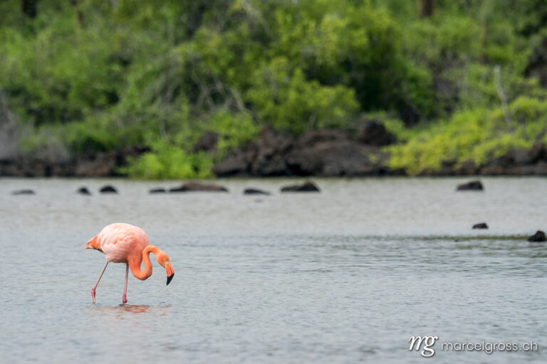 . Greater Flamingo in lake at Cerro Dragon, Santa Cruz Island, Galapagos. Marcel Gross Photography