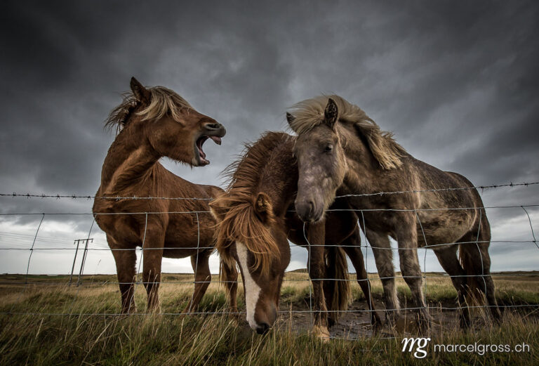 . Laughing Icelandic horses in front of dark clouds. Marcel Gross Photography