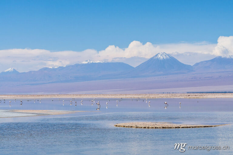 . Laguna Chaxa with Flamingoes. Marcel Gross Photography