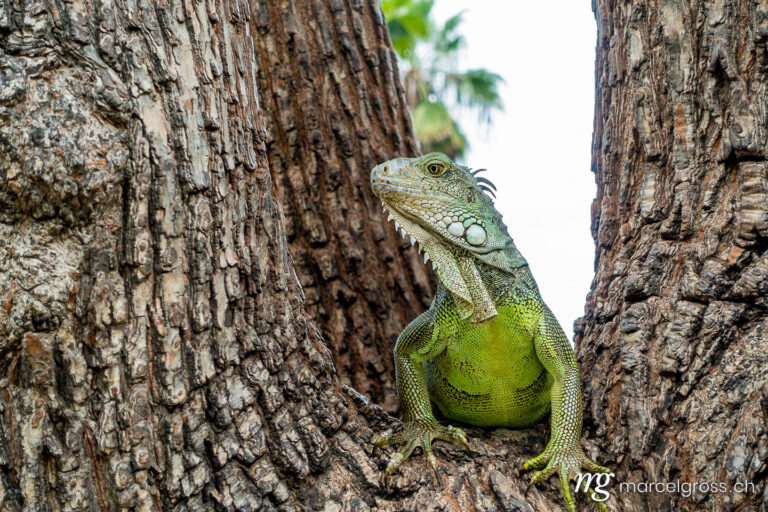 . Leguan im Parque de las Iguanas, Guayaquil. Marcel Gross Photography