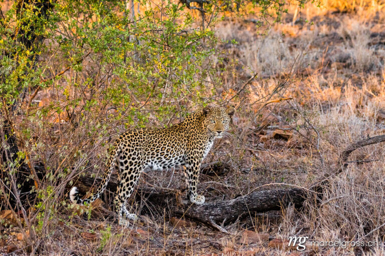 . Leopard on safari in Kruger National Park. Marcel Gross Photography