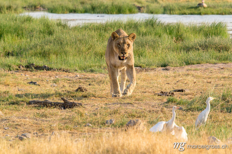 . approaching Lioness. Marcel Gross Photography