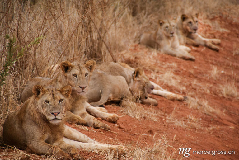 family of lions in a row
