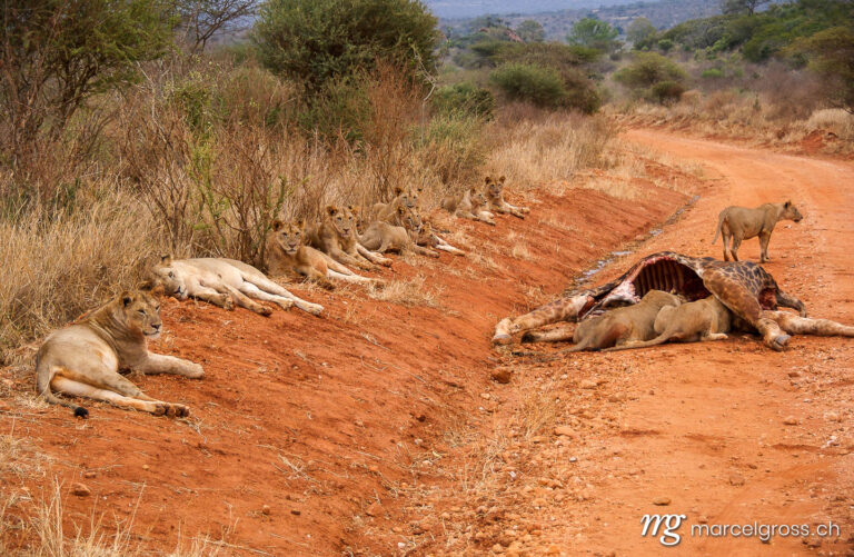 . Big pride of lions at a giraff kill in Tsavo National Park, Kenya. Marcel Gross Photography