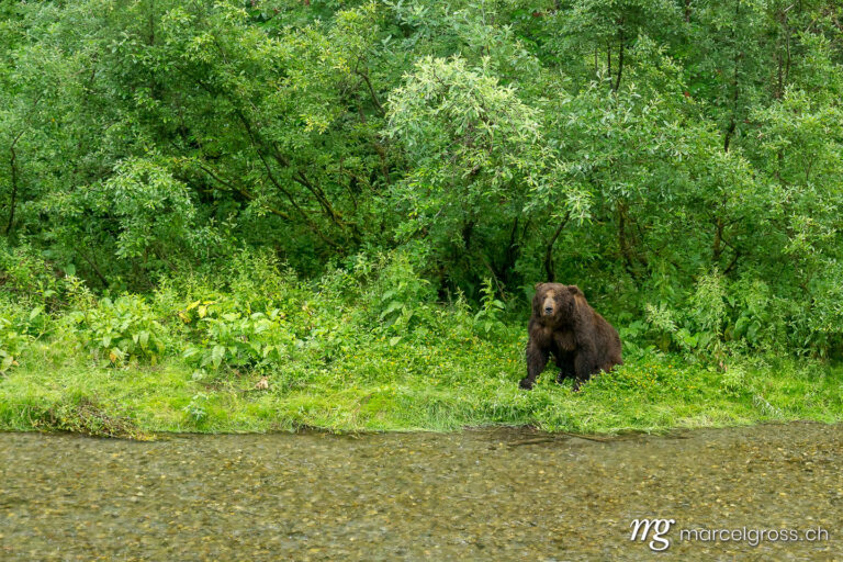 . Mighty male grizzly bear sitting by the creek, Fish Creek Wildlife Observation Site, Hyder, Alaska. Marcel Gross Photography