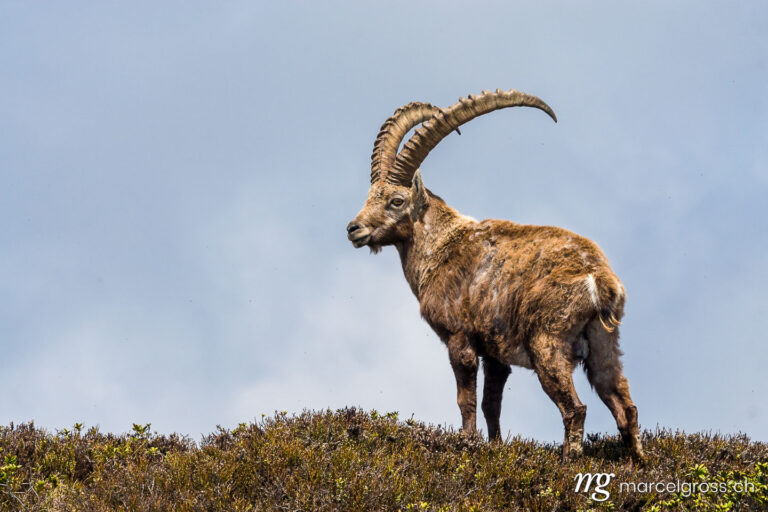 colossal male ibex