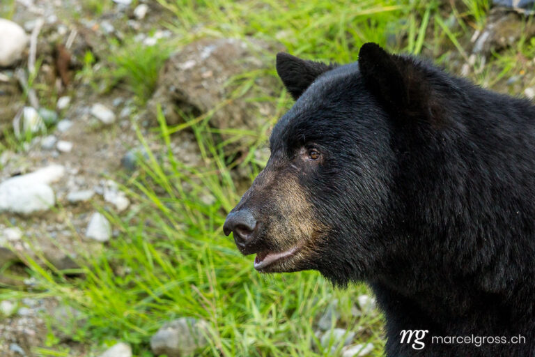 . Magnificent Black bear. Marcel Gross Photography