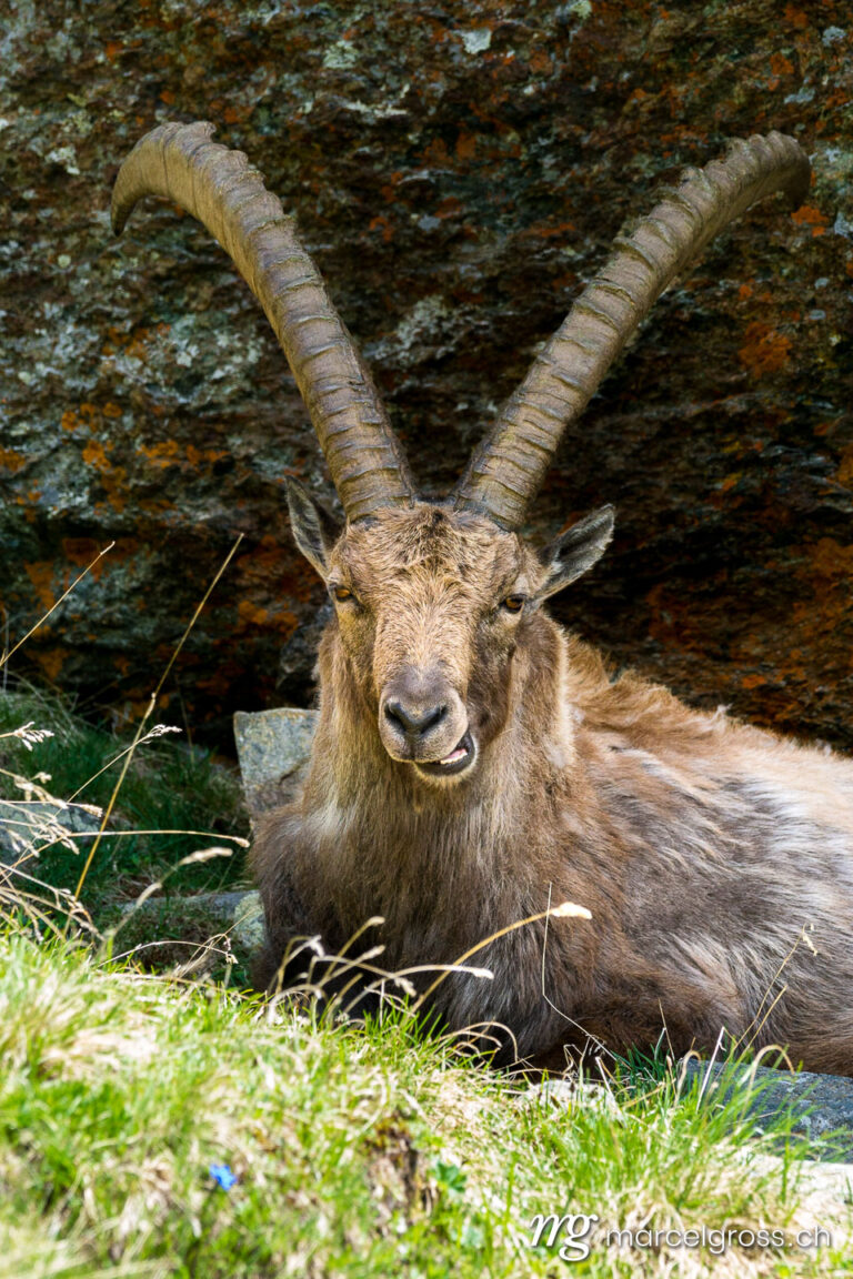 Capricorn pictures. Majestic alpine ibex in front of rocks, Grand Paradiso National Park. Marcel Gross Photography
