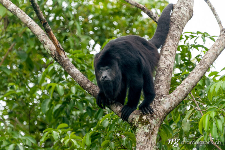 . male howler monkey on a branch. Marcel Gross Photography