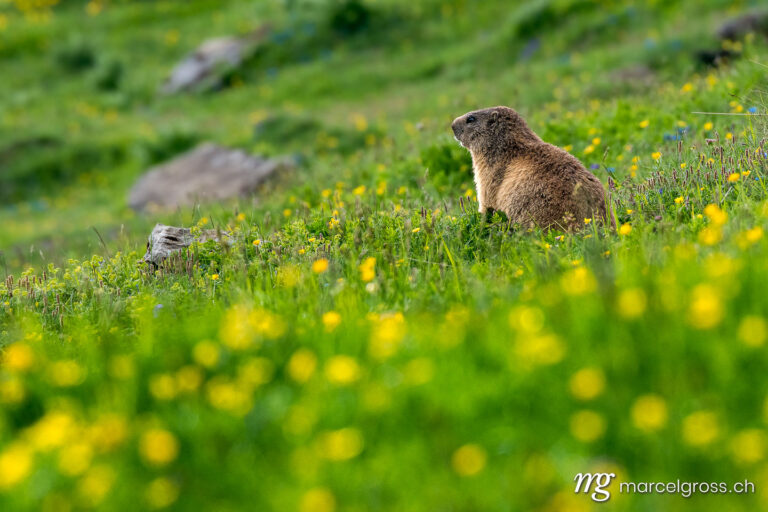 marmot in a alpine meadow near Grindelwald in the Swiss Alps. Taken by Marcel Gross Photography