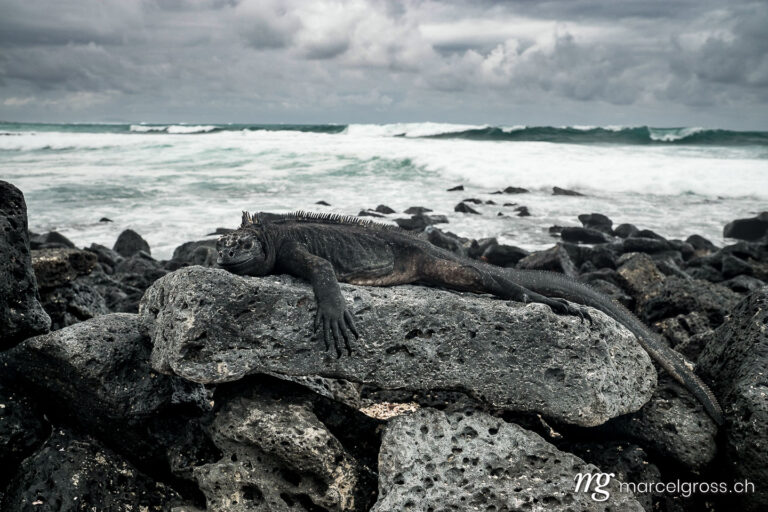 . Marine iguana on lava rocks on Tortuga Bay beach, Santa Cruz Island, Galapagos. Marcel Gross Photography