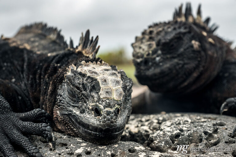 . Marine iguana on lava rocks on Tortuga Bay beach, Santa Cruz Island, Galapagos. Marcel Gross Photography