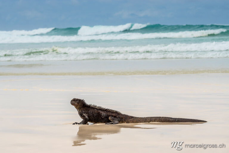 . Marine iguana in the waves on Tortuga Bay beach, Santa Cruz Island, Galapagos. Marcel Gross Photography