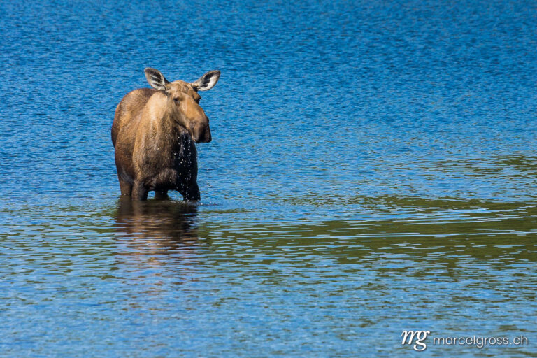 . moose feeding in pond, Denali National Park, Alaska. Marcel Gross Photography