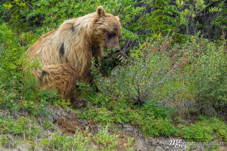 . old grizzly bear feeding on berries, Kluane National Park, Yukon, Canada. Marcel Gross Photography
