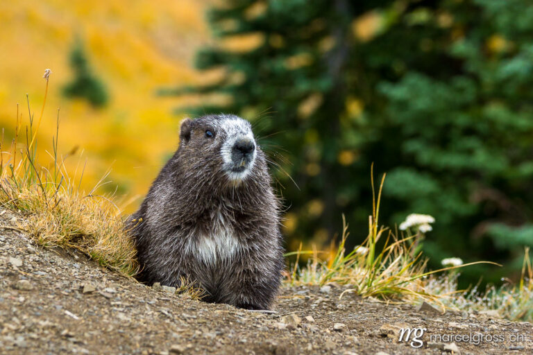 . Olympic Marmot. Marcel Gross Photography