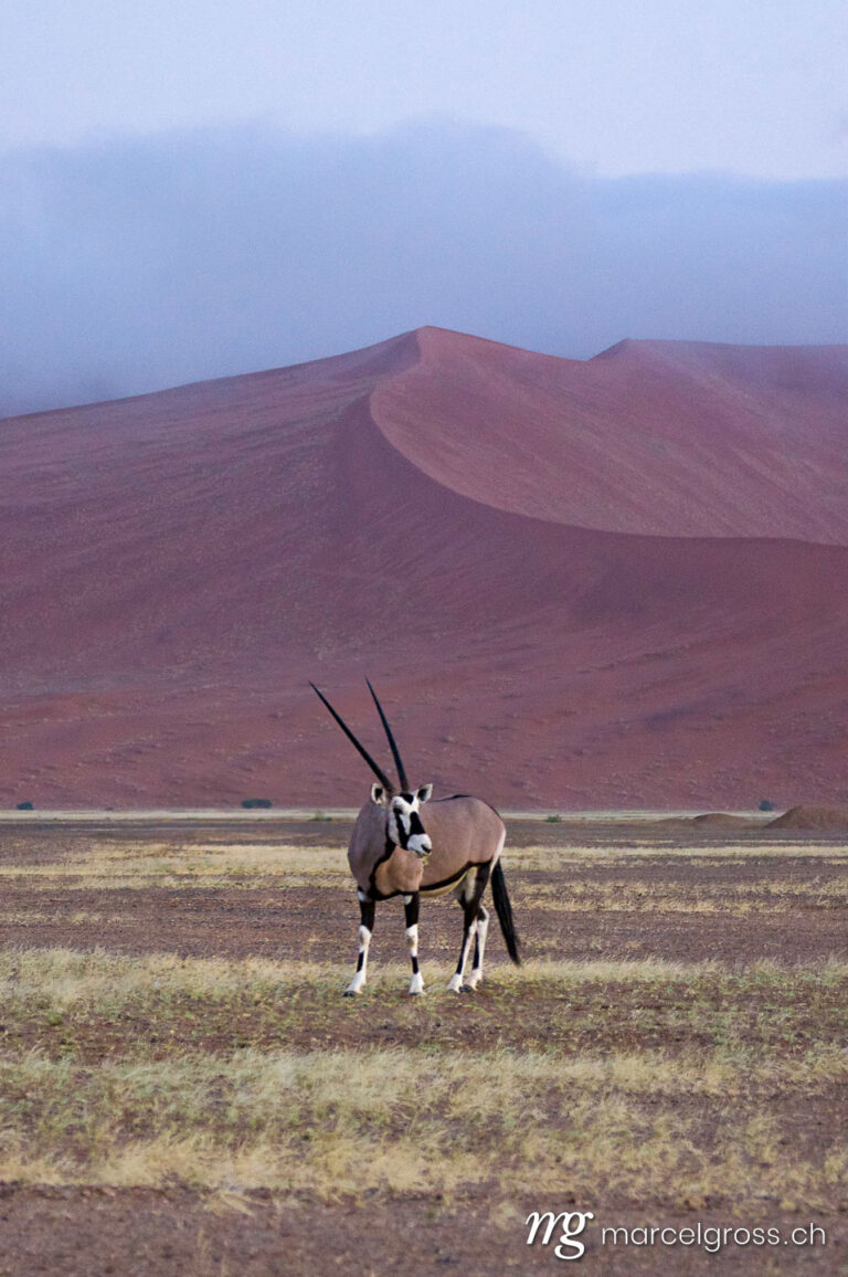 . Oryx in front of a dune. Marcel Gross Photography