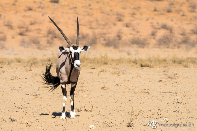 . oryx in the desert. Marcel Gross Photography