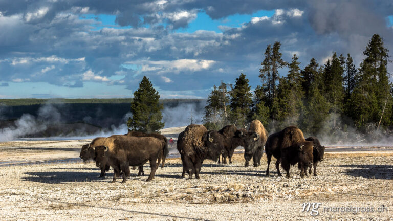 group of bison in Yellowstone