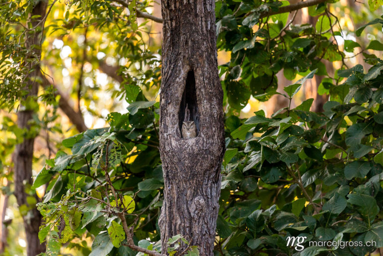 . Owl in Kanha National Park, Madhya Pradesh. Marcel Gross Photography