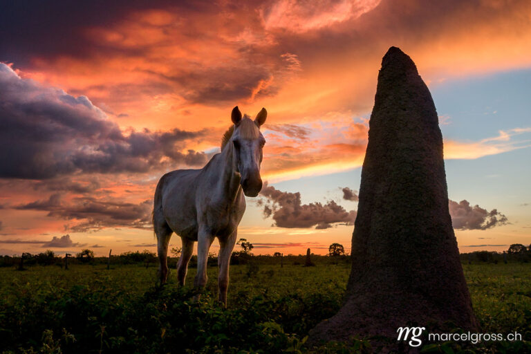 horse with termite hill at sunset