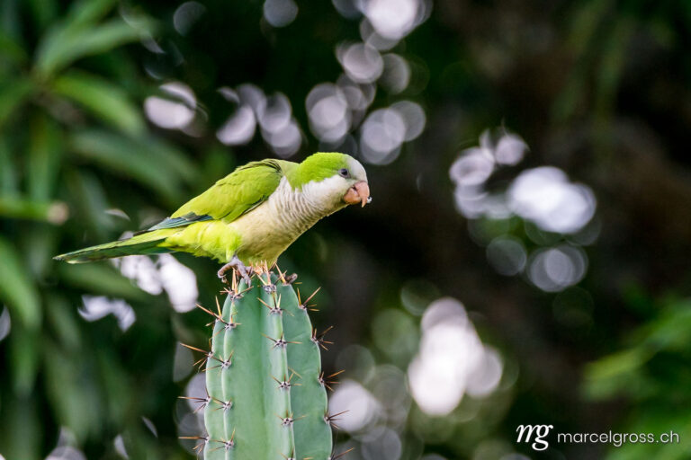 . Parrot on cactus, Pantanal. Marcel Gross Photography